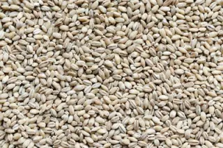 Barley