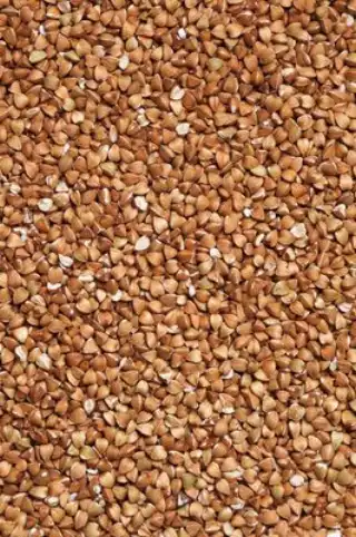 Buckwheat