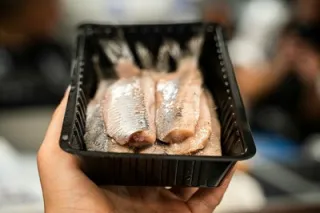 Herring
