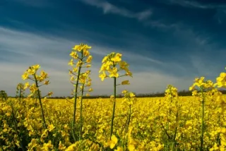 Rapeseed oil