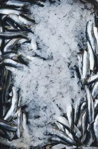 Sardines